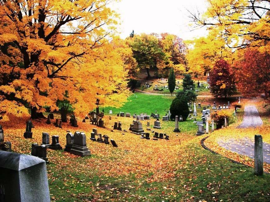 A cemetery with many trees and leaves on the ground